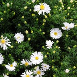 Symphyotrichum dumosus Apollo