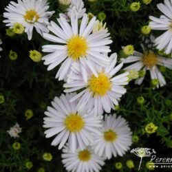 Symphyotrichum dumosus Apollo