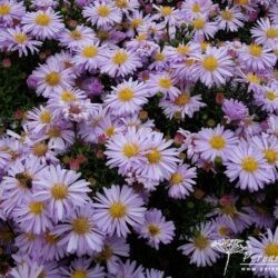 Symphyotrichum dumosus Blue Boy