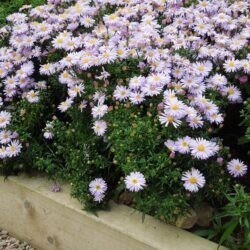 Symphyotrichum dumosus Blue Boy