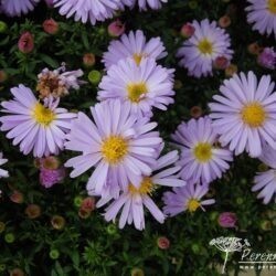 Symphyotrichum dumosus Blue Boy