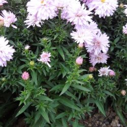 Symphyotrichum dumosus Chartterbox