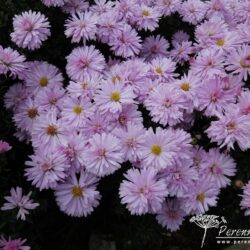 Symphyotrichum dumosus Chartterbox