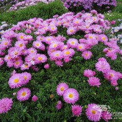 Symphyotrichum dumosus Heinz Richard