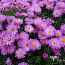 Symphyotrichum dumosus Heinz Richard