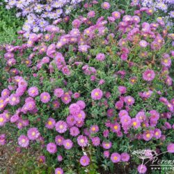 Symphyotrichum dumosus Jenny