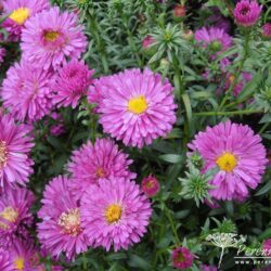 Symphyotrichum novi-belgii Jenny