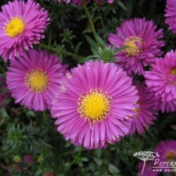 Symphyotrichum dumosus Jenny