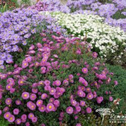 Symphyotrichum novi-belgii Jenny