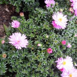 Symphyotrichum dumosus Rosenwichtel