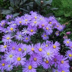 Symphyotrichum dumosus Silberblaukissen