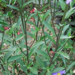 Symphyotrichum dumosus Silberblaukissen