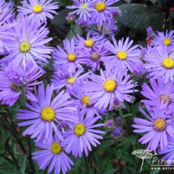 Symphyotrichum dumosus Silberblaukissen