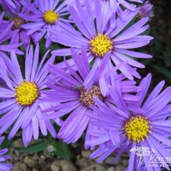 Symphyotrichum dumosus Silberblaukissen