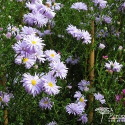 Symphyotrichum novi-belgii Anita Ballard