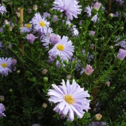 Symphyotrichum novi-belgii Anita Ballard