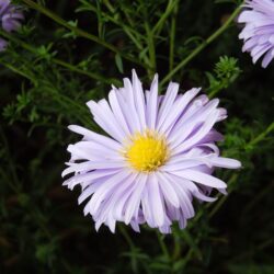 Symphyotrichum novi-belgii Anita Ballard