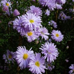 Symphyotrichum novi-belgii Anita Ballard