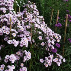 Symphyotrichum novi-belgii Anita Webb