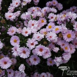 Symphyotrichum novi-belgii Anita Webb