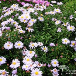 Symphyotrichum novi-belgii Audrey