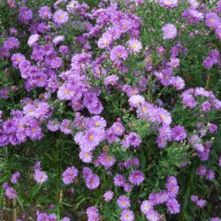 Symphyotrichum novi-belgii Blauglut