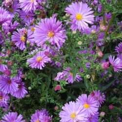 Symphyotrichum novi-belgii Blauglut