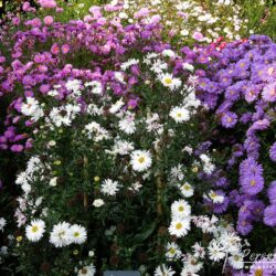 Symphyotrichum novi-belgii Boningale White