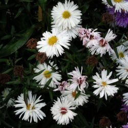 Symphyotrichum novi-belgii Boningale White