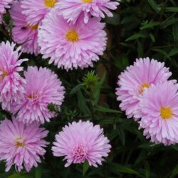 Symphyotrichum novi-belgii Coombe Margaret