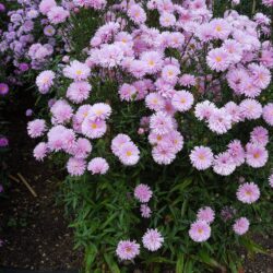 Symphyotrichum novi-belgii Coombe Margaret