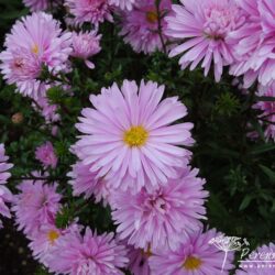 Symphyotrichum novi-belgii Coombe Margaret