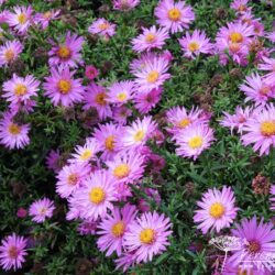 Symphyotrichum novi-belgii Dandy