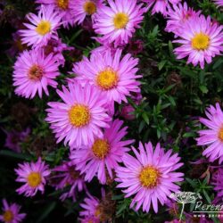 Symphyotrichum novi-belgii Dandy