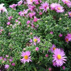 Symphyotrichum novi-belgii Dandy