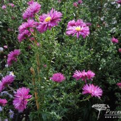 Symphyotrichum novi-belgii Dusky Maid