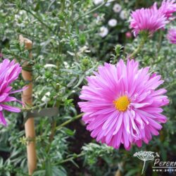 Symphyotrichum novi-belgii Dusky Maid