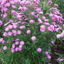 Symphyotrichum novi-belgii Elta