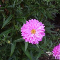 Symphyotrichum novi-belgii Elta