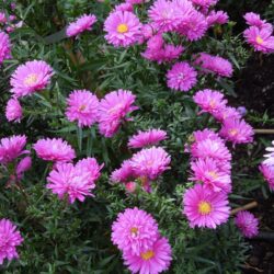 Symphyotrichum novi-belgii Elta