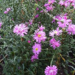 Symphyotrichum novi-belgii Ernest Ballard