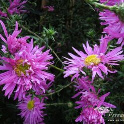 Symphyotrichum novi-belgii Ernest Ballard