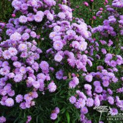 Symphyotrichum novi-belgii Fair Lady