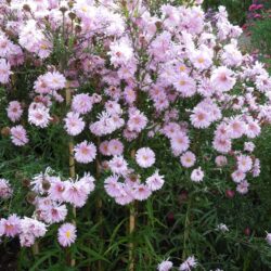 Symphyotrichum novi-belgii Flamingo