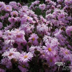 Symphyotrichum novi-belgii Flamingo