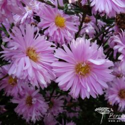 Symphyotrichum novi-belgii Flamingo