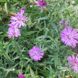 Symphyotrichum novi-belgii Fuldatal