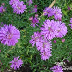 Symphyotrichum novi-belgii Fuldatal