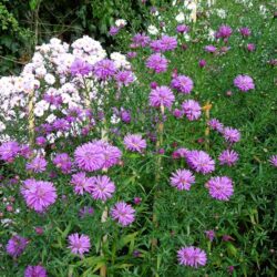 Symphyotrichum novi-belgii Fuldatal