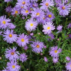 Symphyotrichum novi-belgii Gayborder Blue